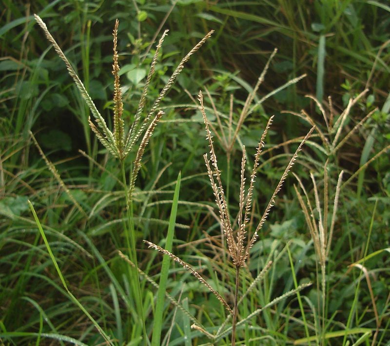 Indian Goosegrass