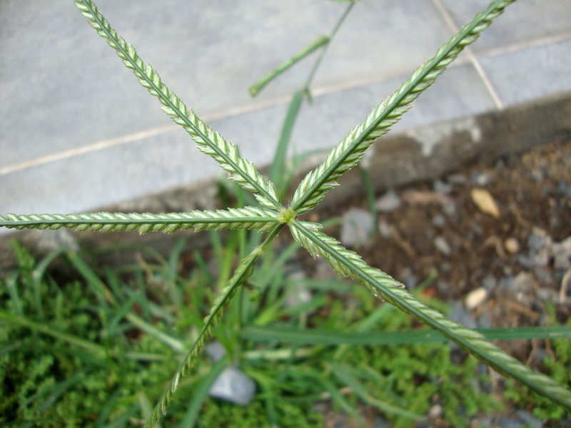 Indian Goosegrass photo 4