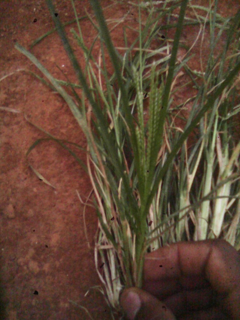Indian Goosegrass photo 5
