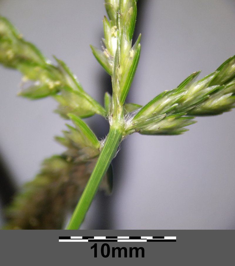 Indian Goosegrass photo 6