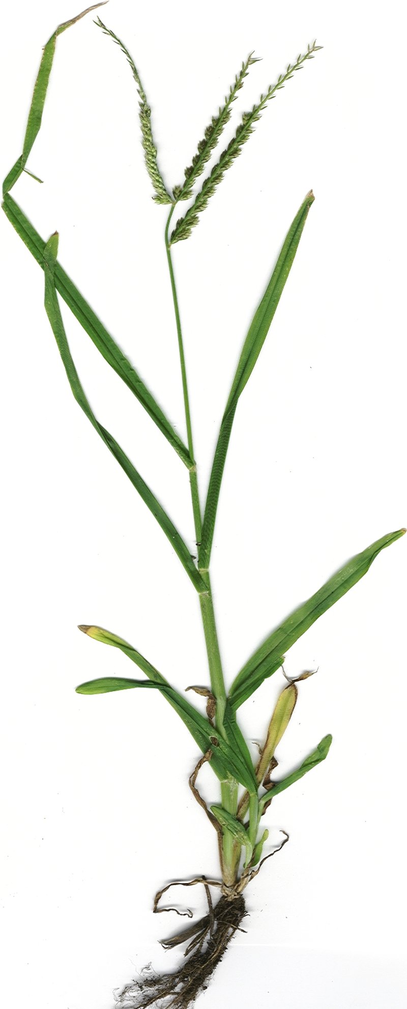 Indian Goosegrass photo 7