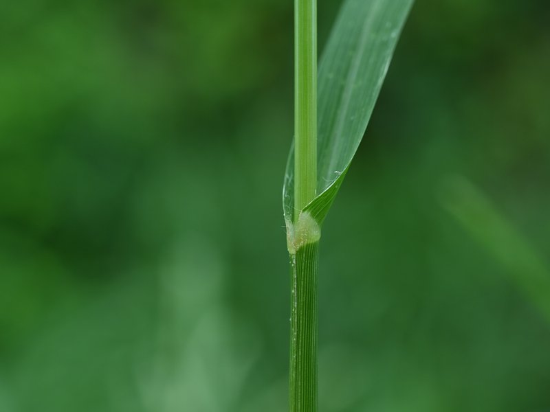 Indian Goosegrass photo 8