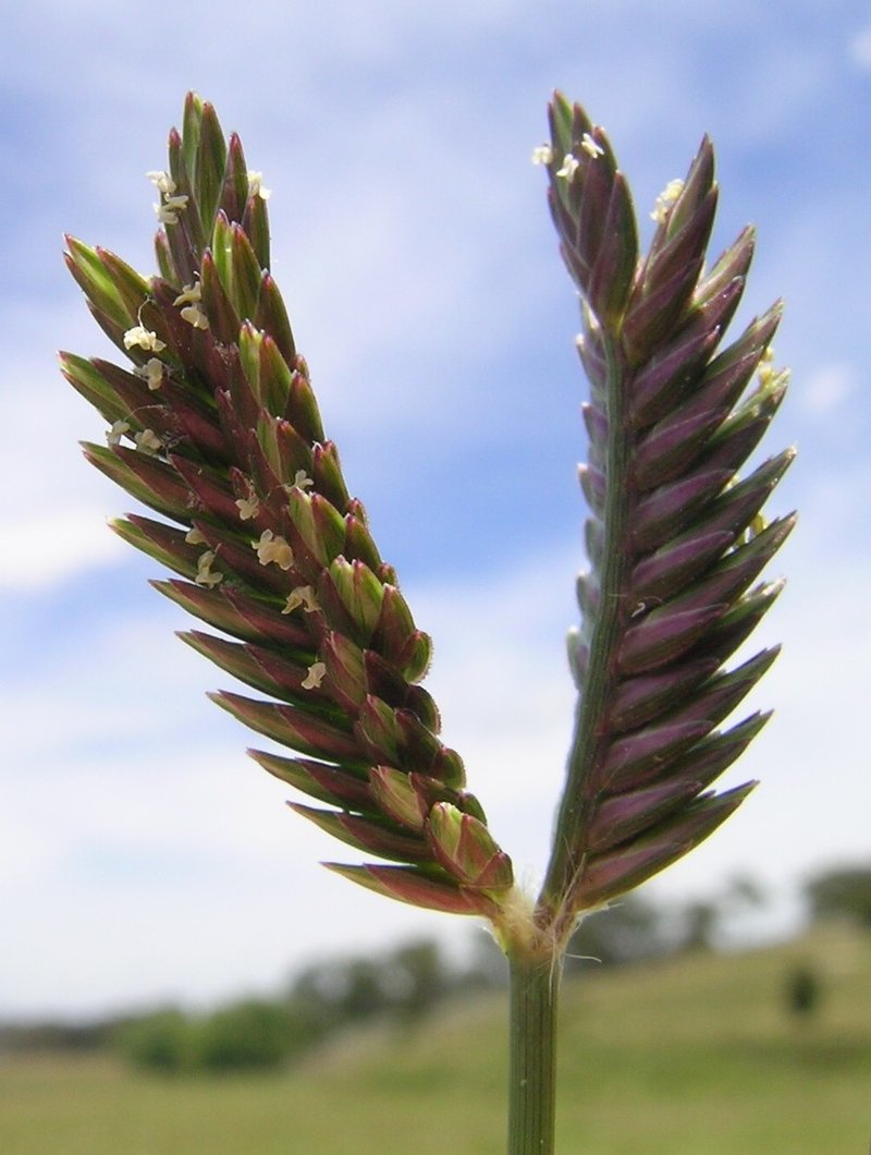 Threespike Goosegrass photo 2