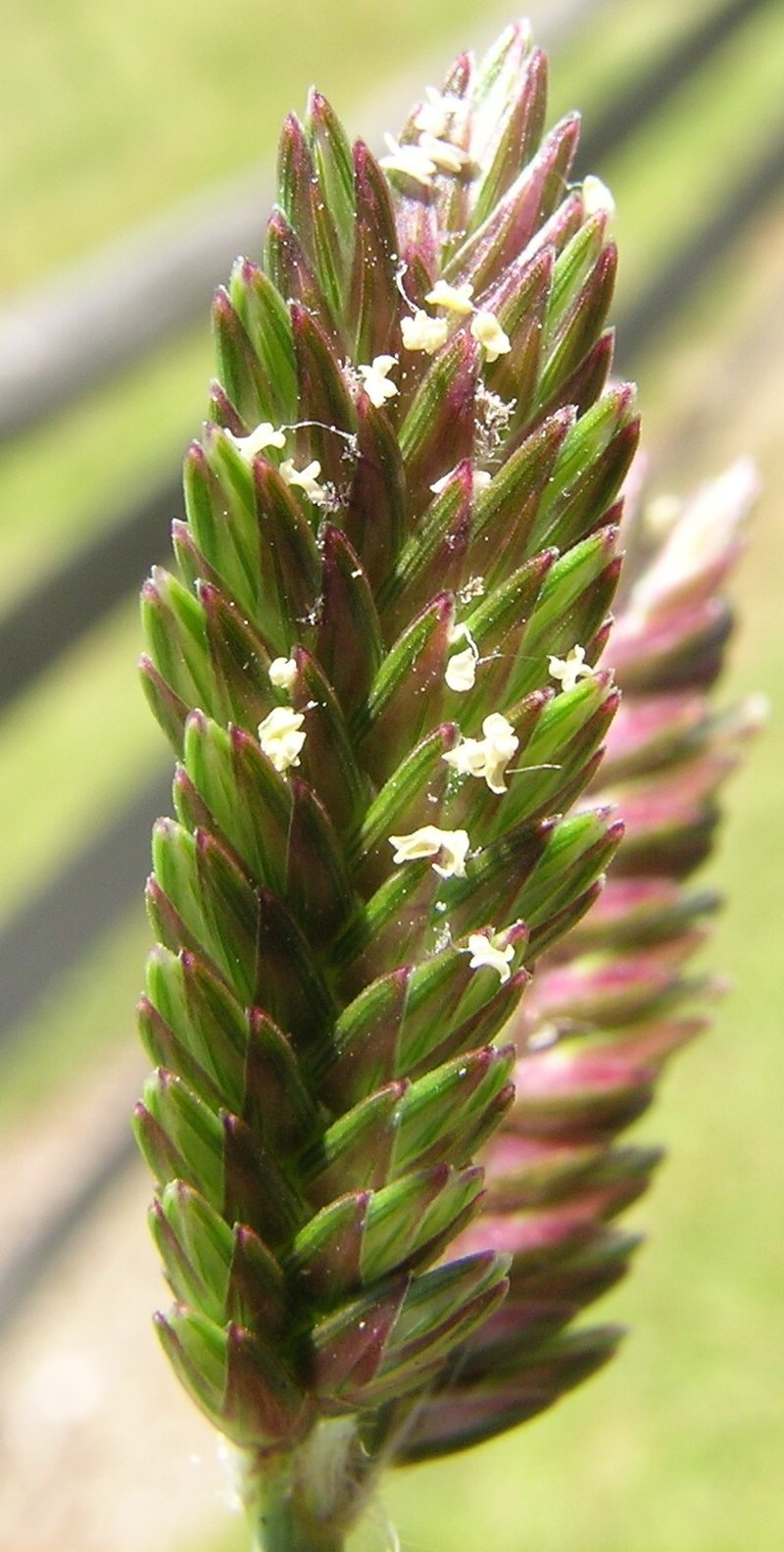 Threespike Goosegrass photo 3