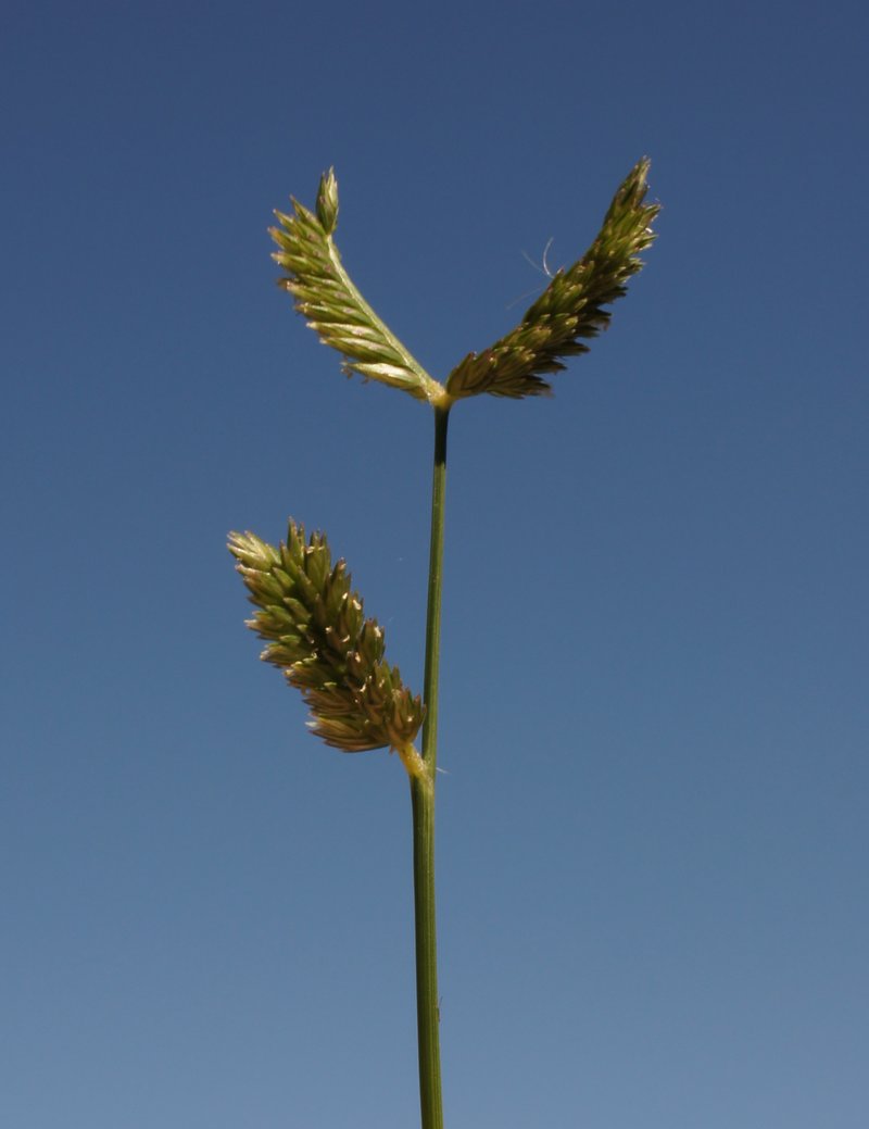 Threespike Goosegrass photo 4