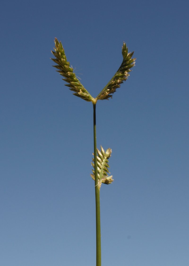 Threespike Goosegrass photo 5