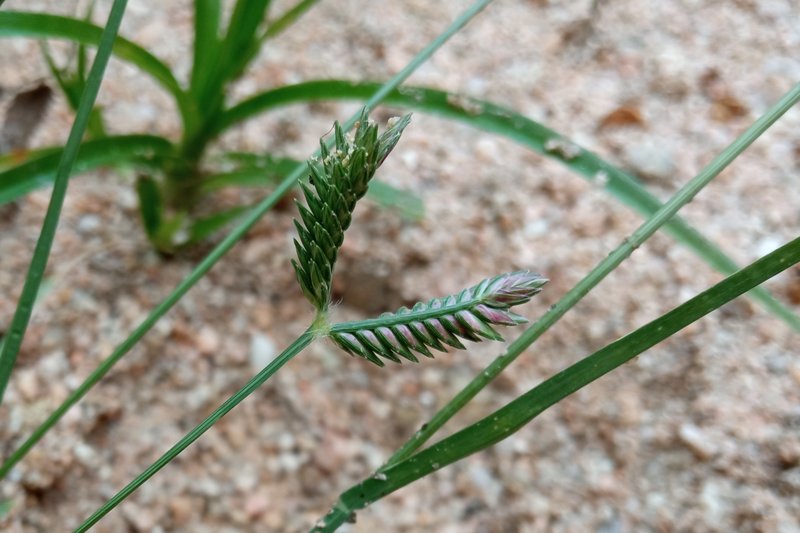 Threespike Goosegrass photo 6
