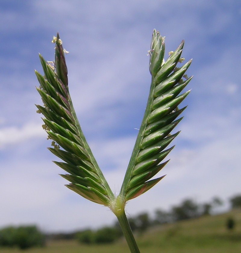 Threespike Goosegrass photo 7