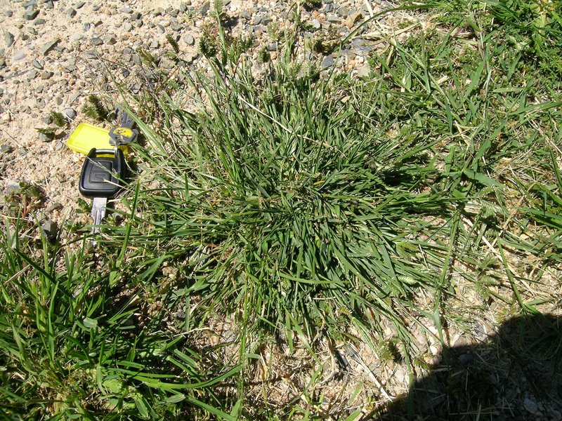 Threespike Goosegrass