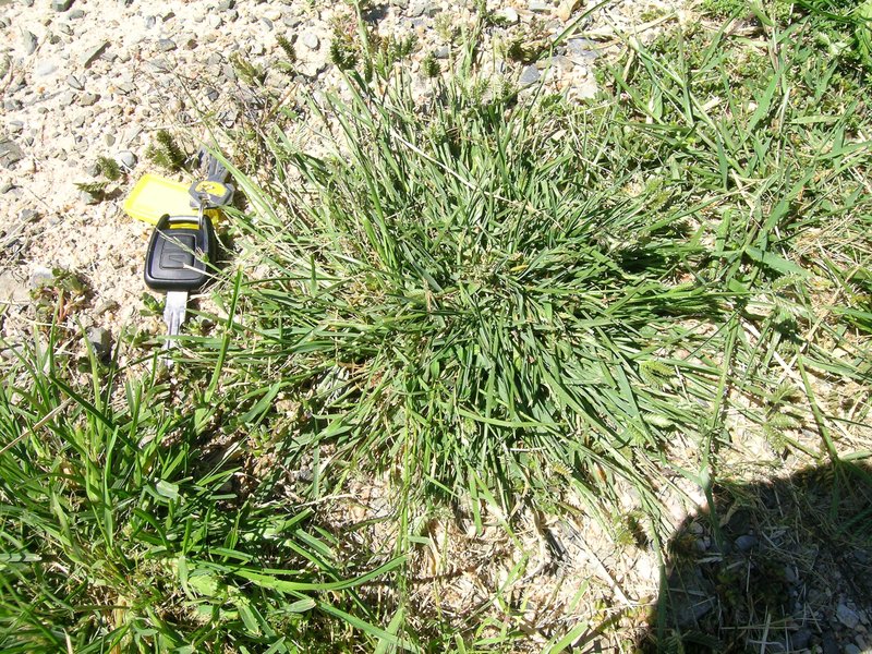 Threespike Goosegrass photo 8