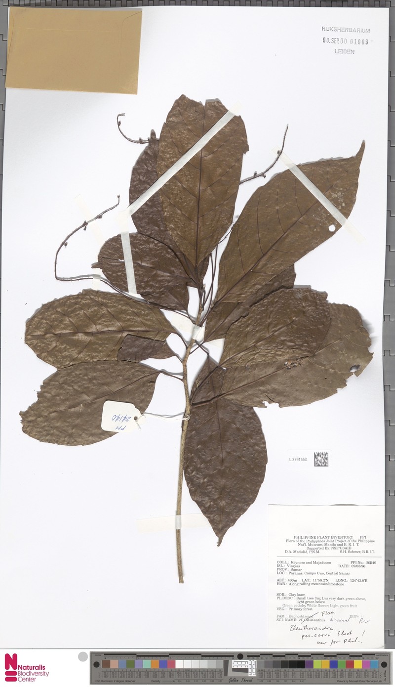 Eleutherandra pes-cervi