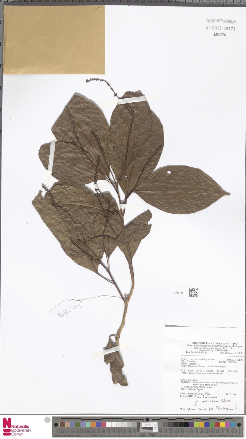 Eleutherandra pes-cervi photo 2