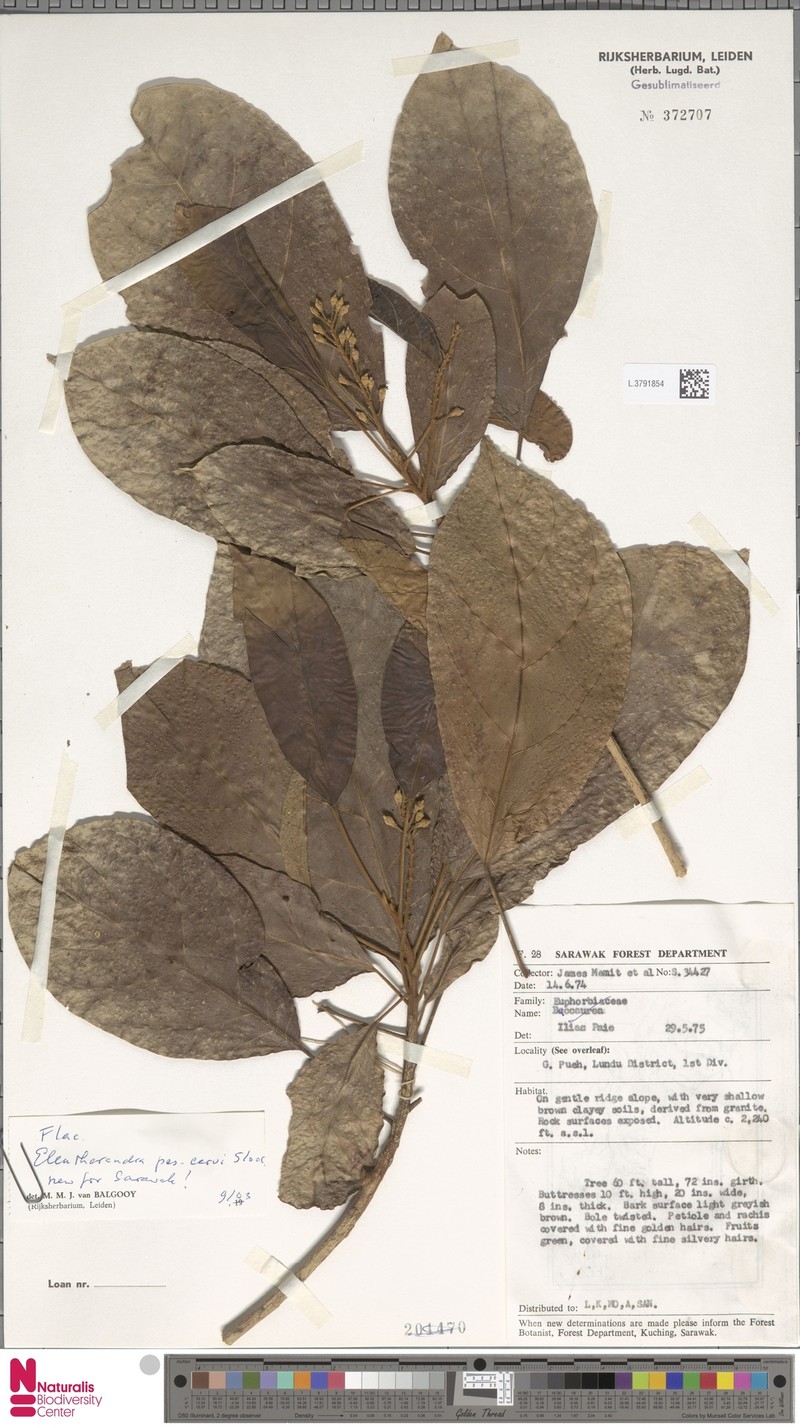 Eleutherandra pes-cervi photo 3