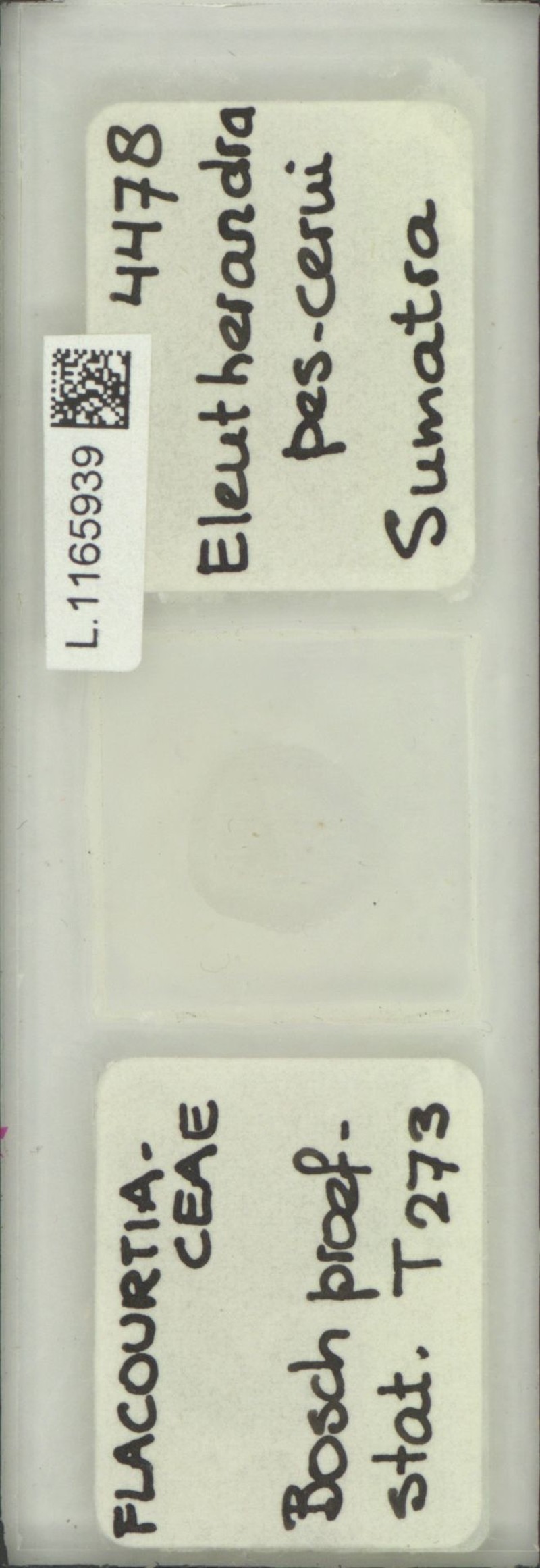 Eleutherandra pes-cervi photo 4