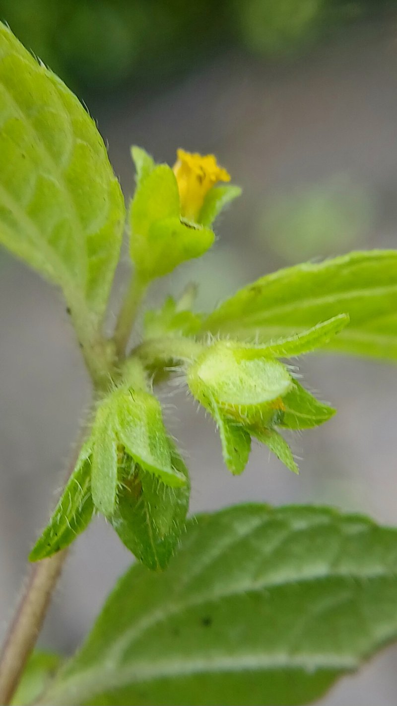 Ogiera photo 4