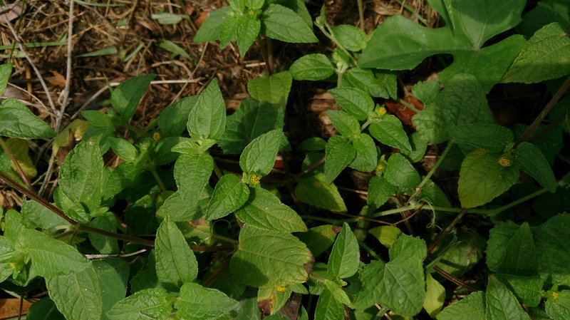 Ogiera photo 8