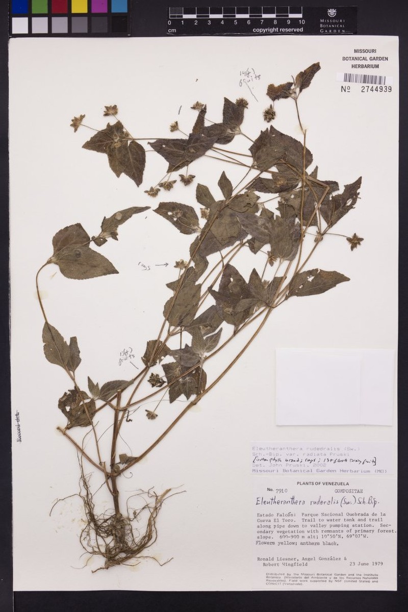 Eleutheranthera ruderalis var. radiata