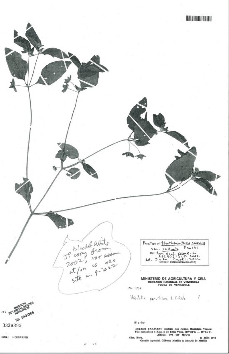 Eleutheranthera ruderalis var. radiata photo 2