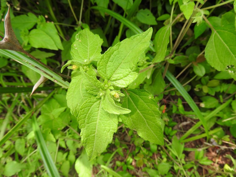 Eleutheranthera ruderalis var. ruderalis