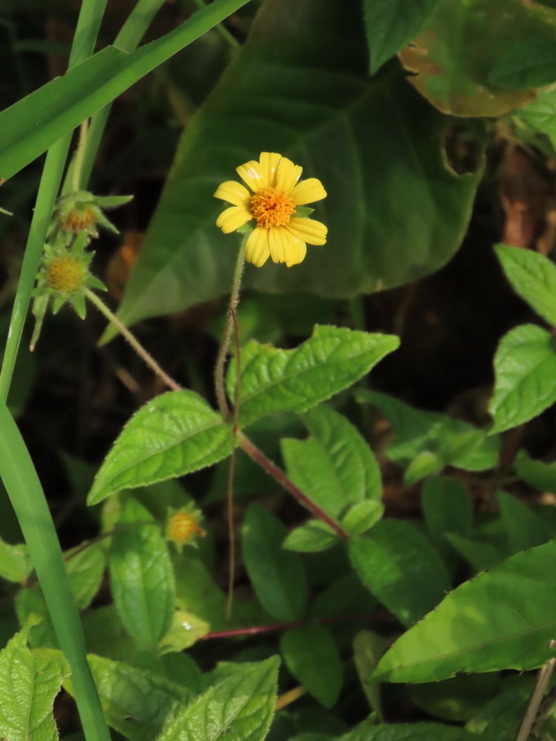 Eleutheranthera tenella