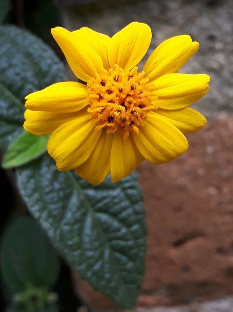 Eleutheranthera tenella photo 2