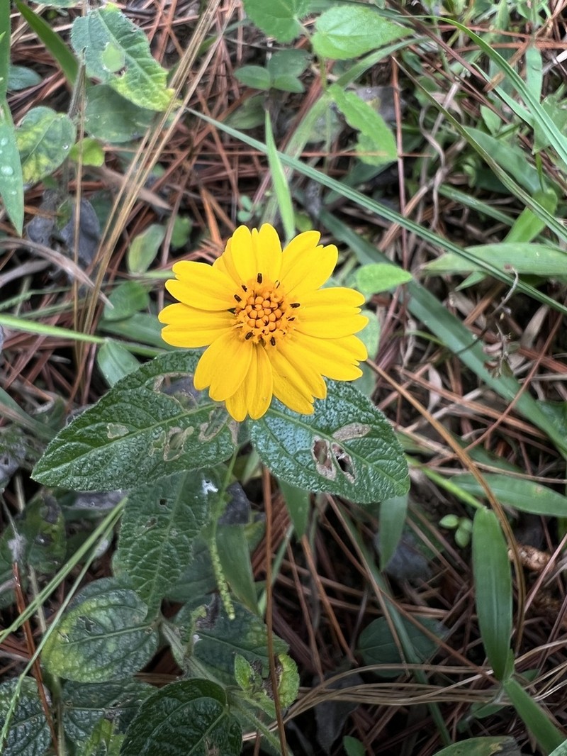 Eleutheranthera tenella photo 3