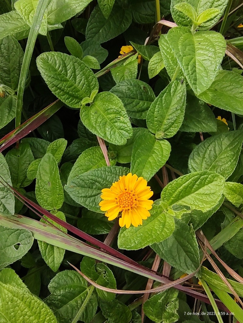 Eleutheranthera tenella photo 4