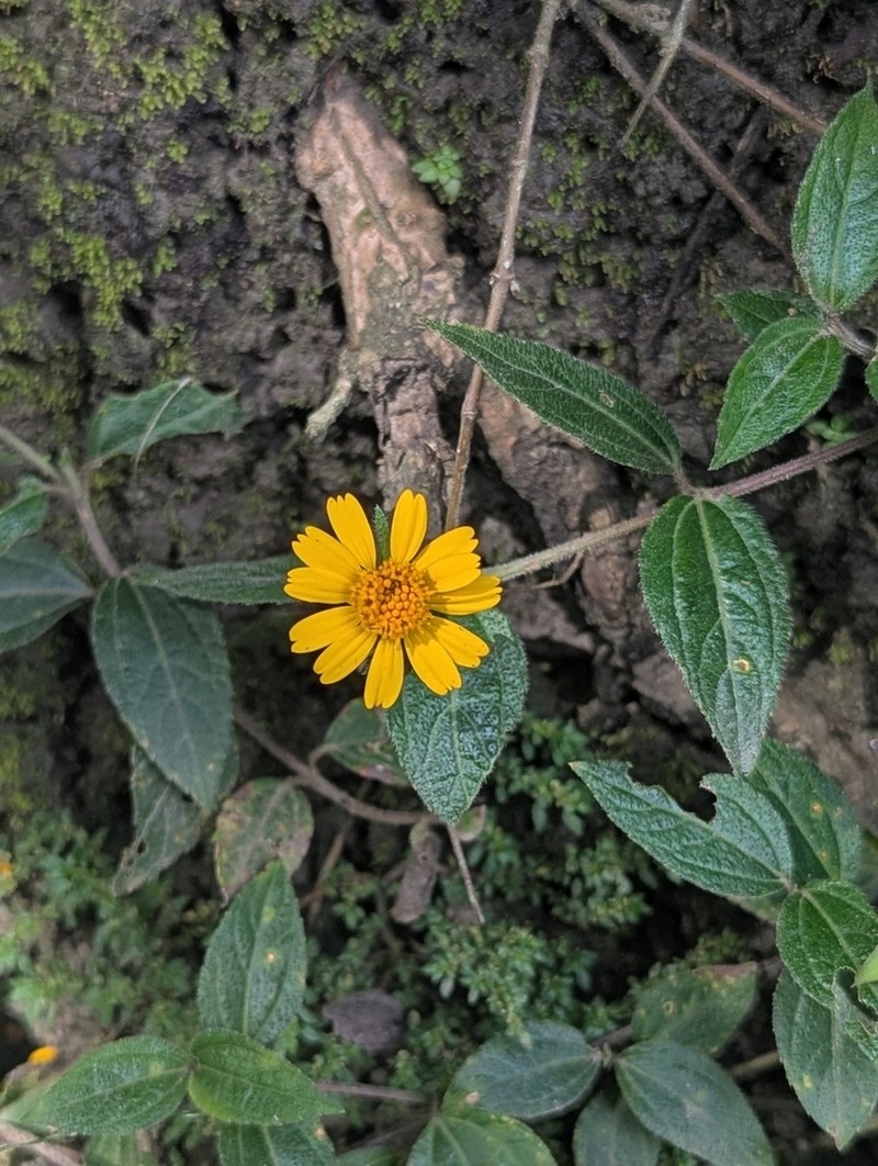 Eleutheranthera tenella photo 5