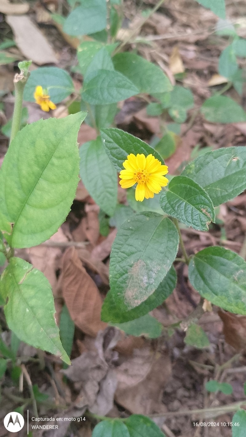 Eleutheranthera tenella photo 6