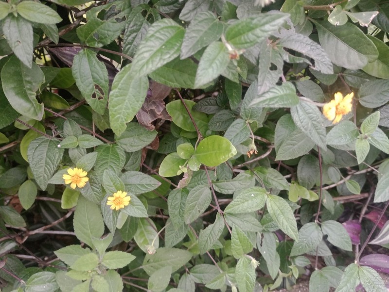 Eleutheranthera tenella photo 7