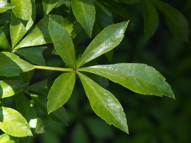 Ginseng photo 5