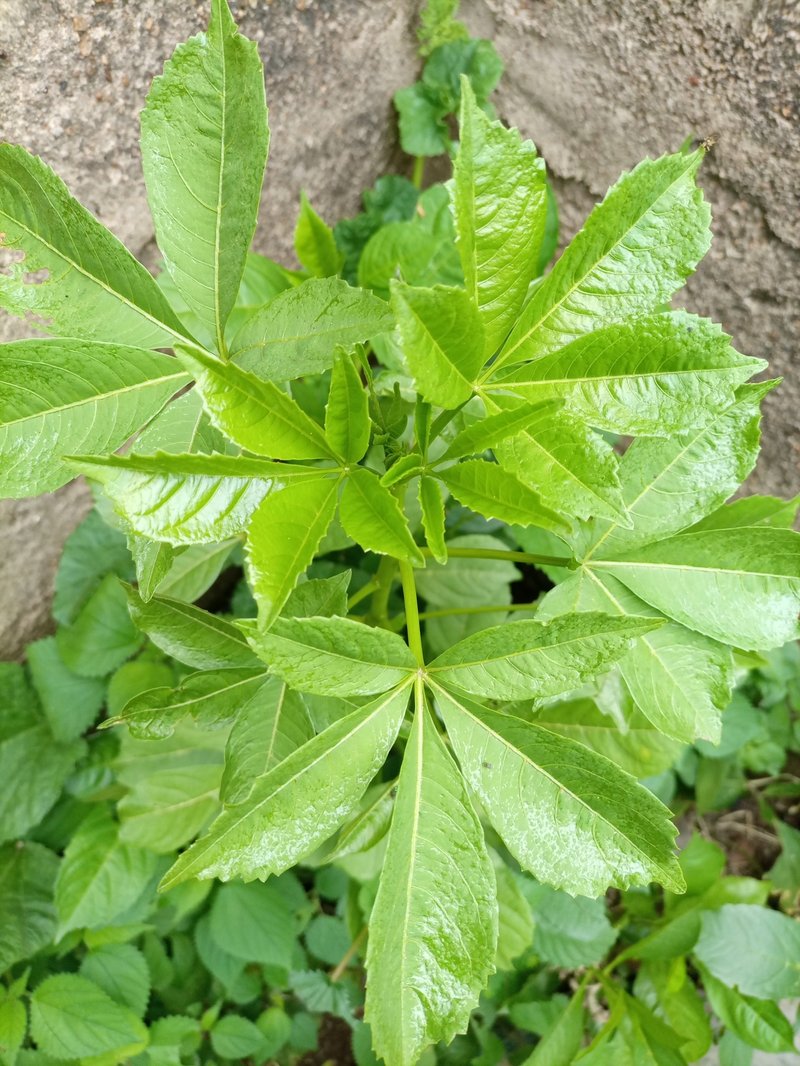 Ginseng photo 6
