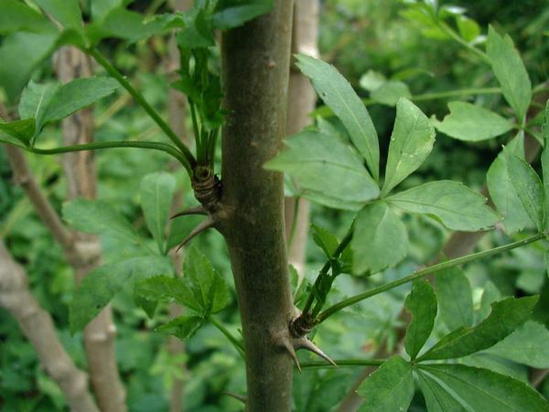 Ginseng photo 2