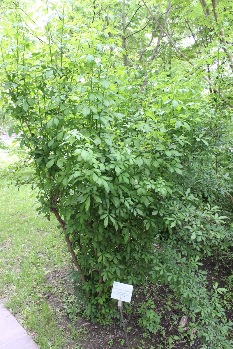 Ginseng photo 3