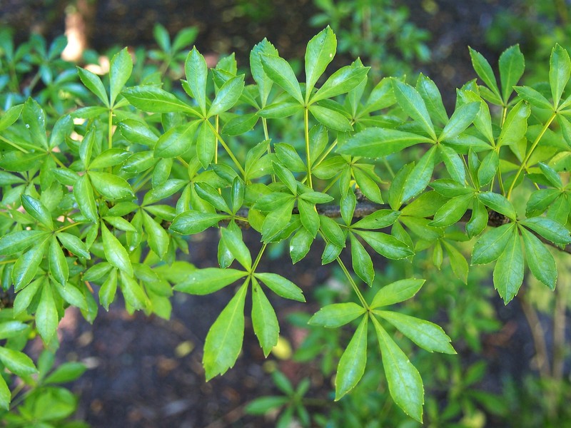 Ginseng photo 4