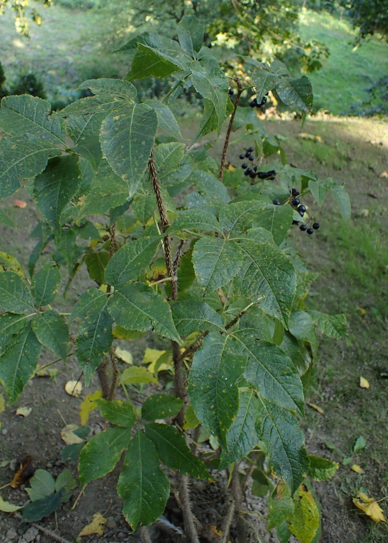 Siberian Ginseng