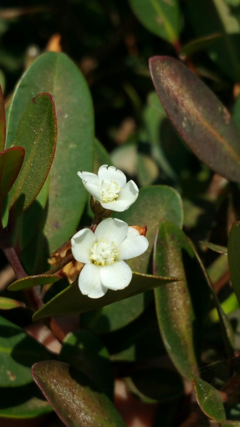Eliea articulata