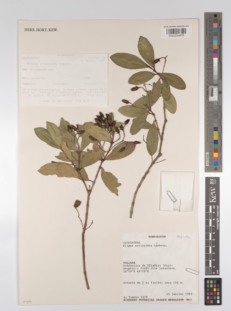 Eliea articulata subsp. brevistyla