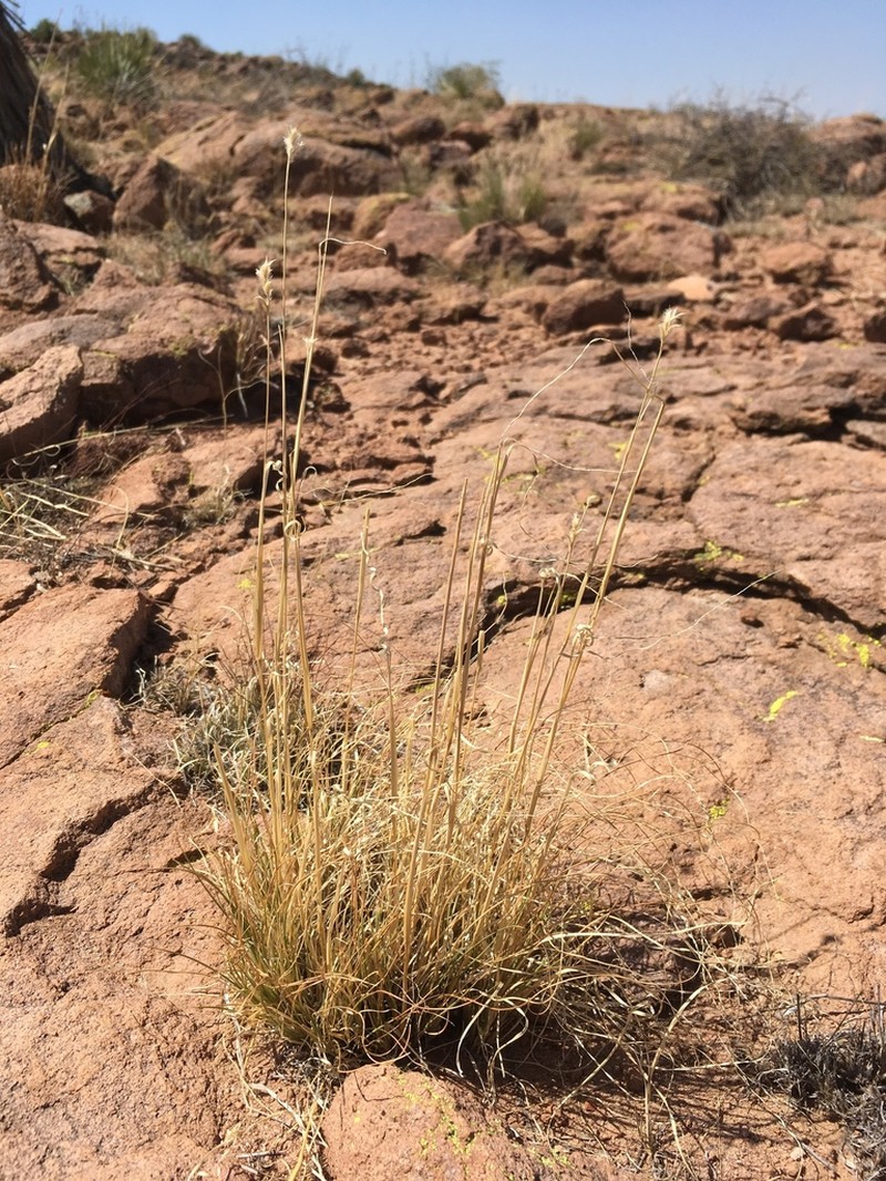 Woolyspike Balsamscale photo 2