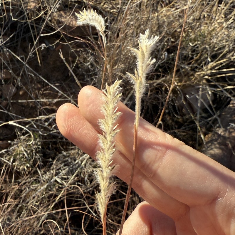 Woolyspike Balsamscale photo 3