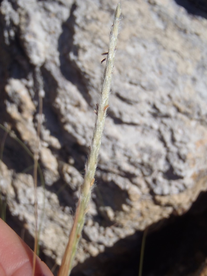 Woolyspike Balsamscale photo 4