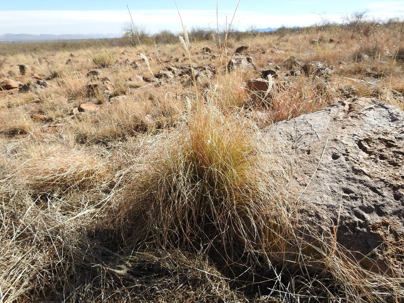 Woolyspike Balsamscale photo 5