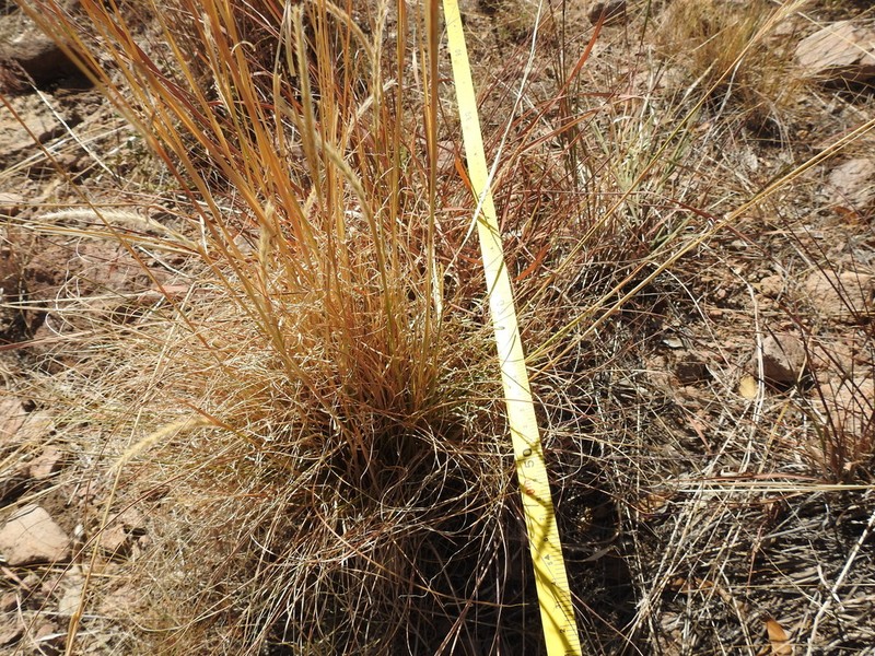Woolyspike Balsamscale photo 6