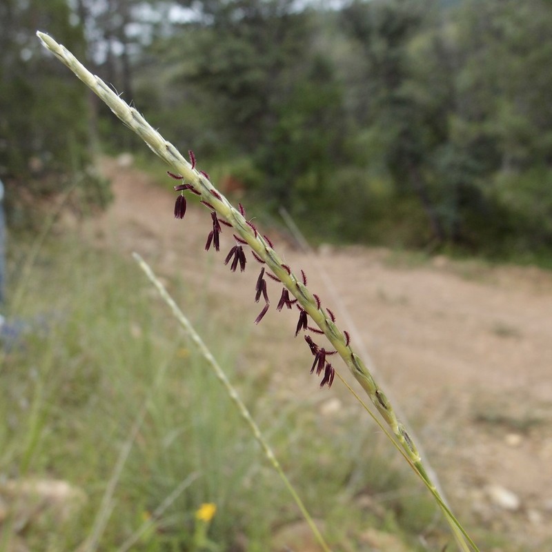 Woolyspike Balsamscale photo 7