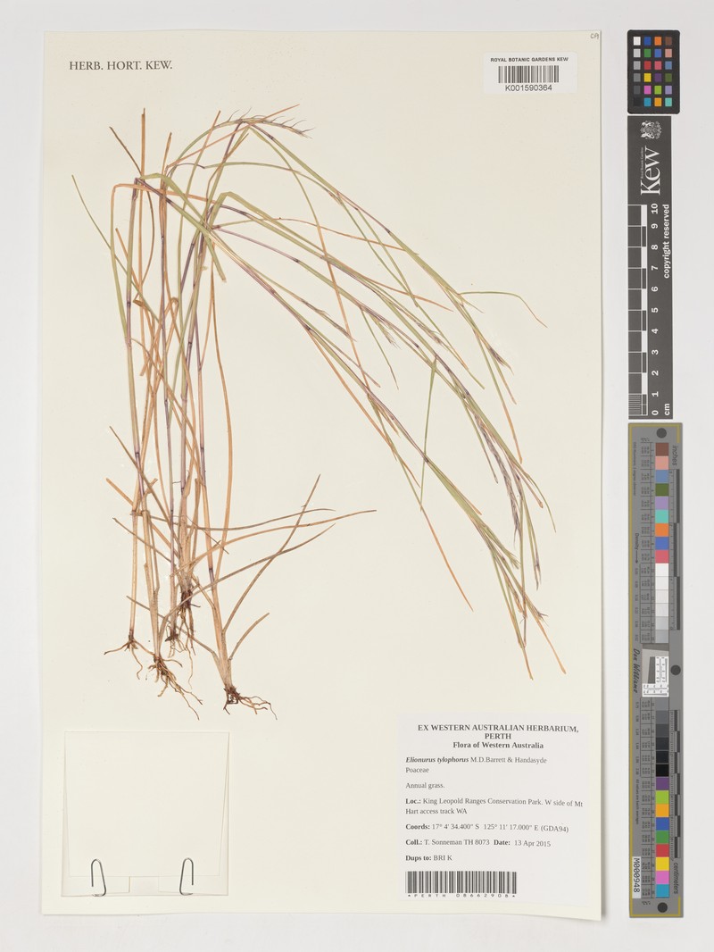 Elionurus tylophorus
