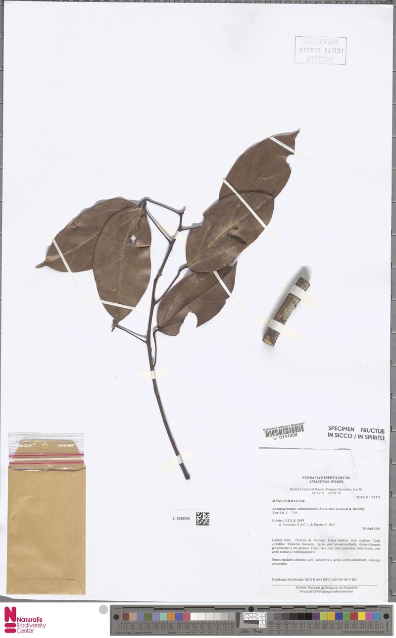 Elissarrhena solimoesana