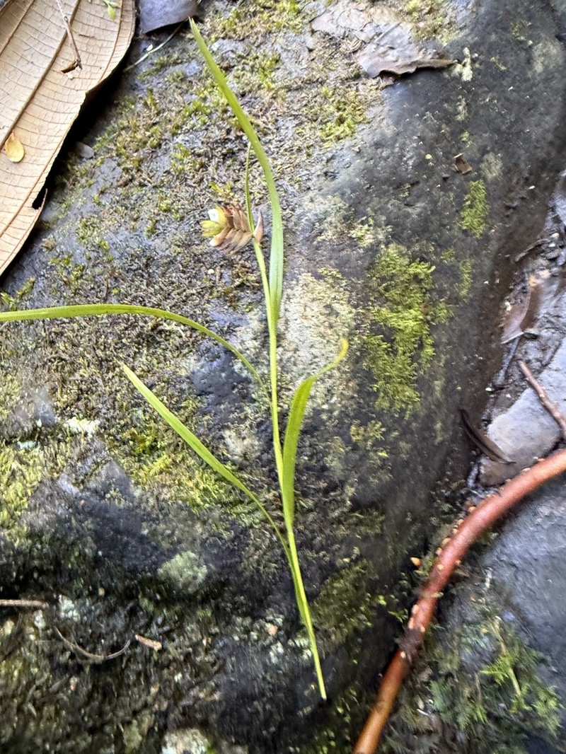 False Tiger Orchid