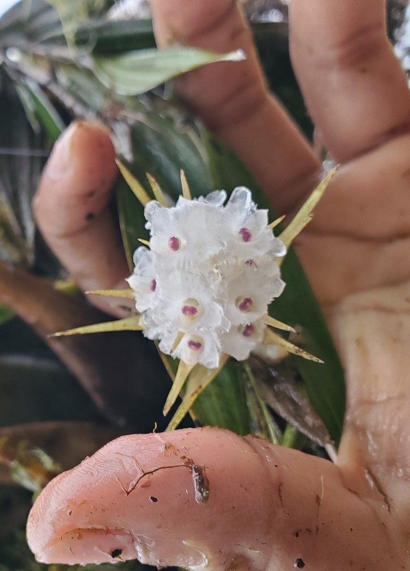Elleanthus loxensis