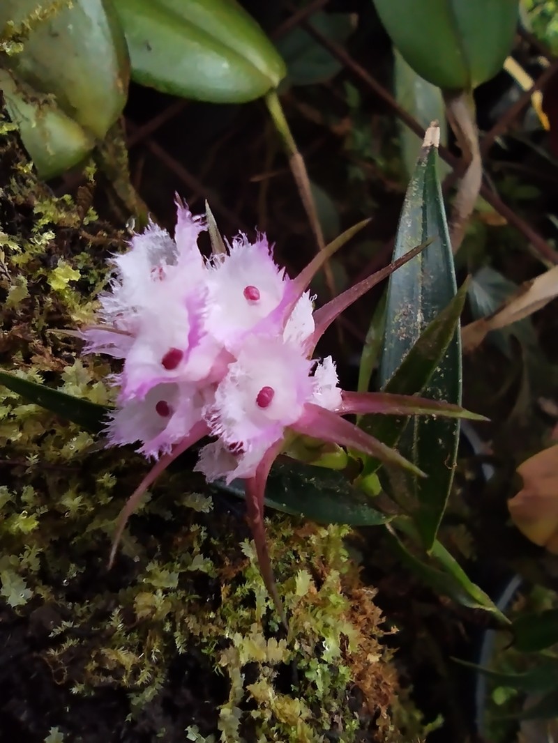 Elleanthus loxensis photo 2