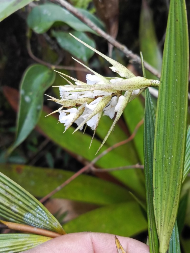 Elleanthus loxensis photo 3